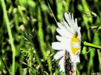 flor-de-la-honestidad