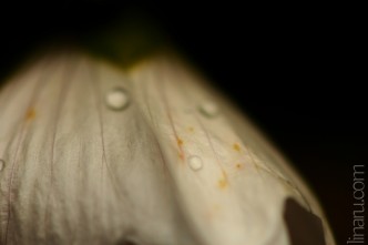 flores-de-plastico