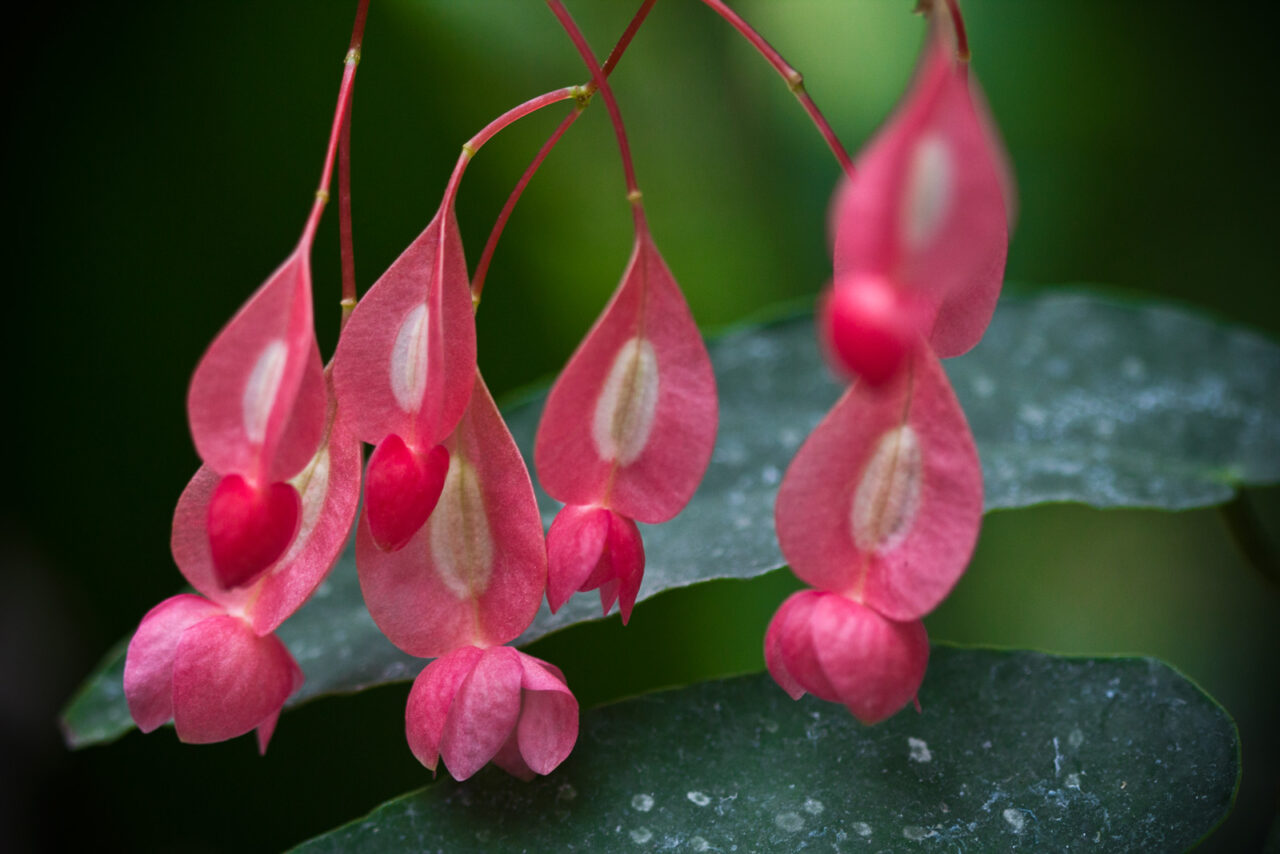 Pink bell flowers