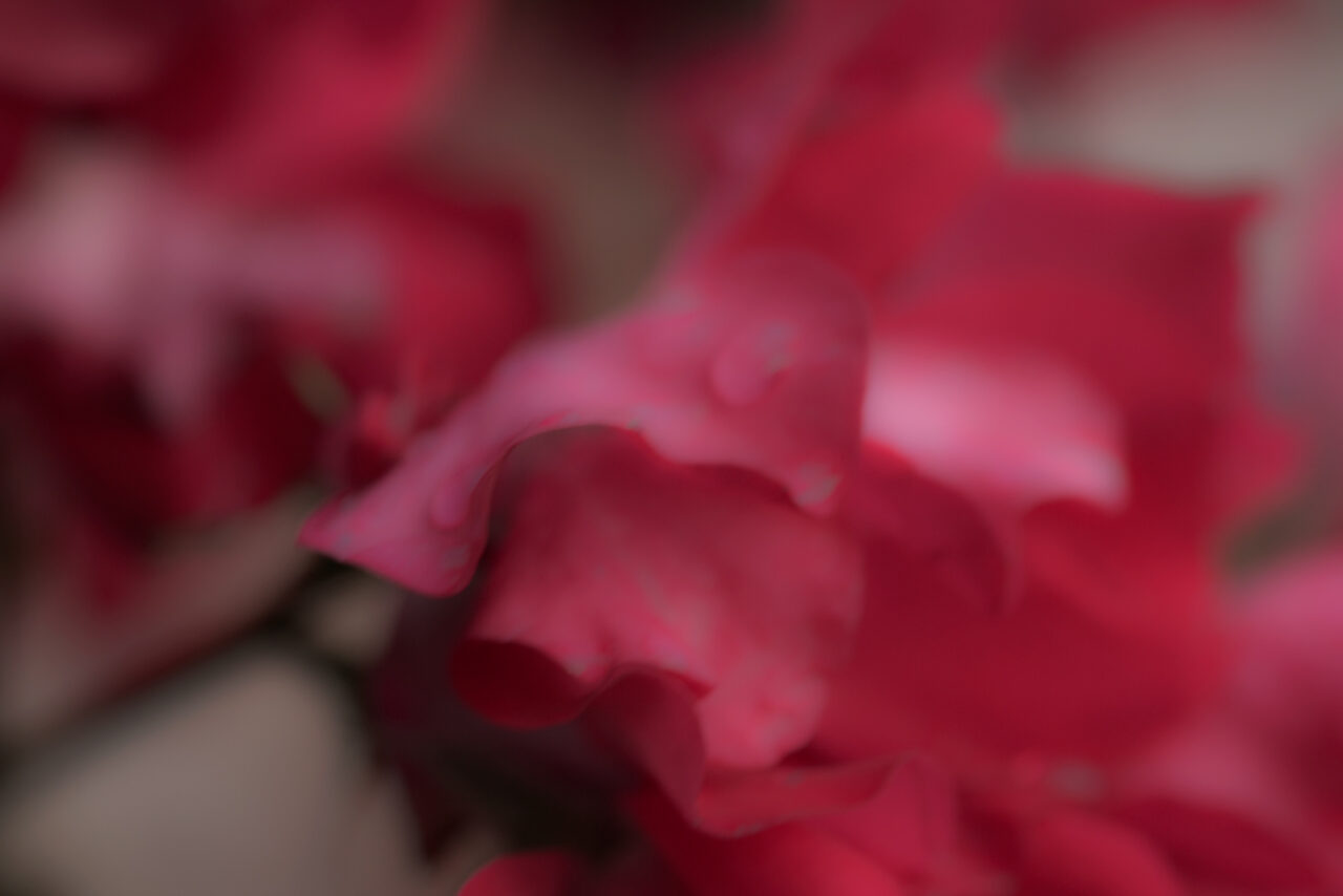 Pink petals blurry