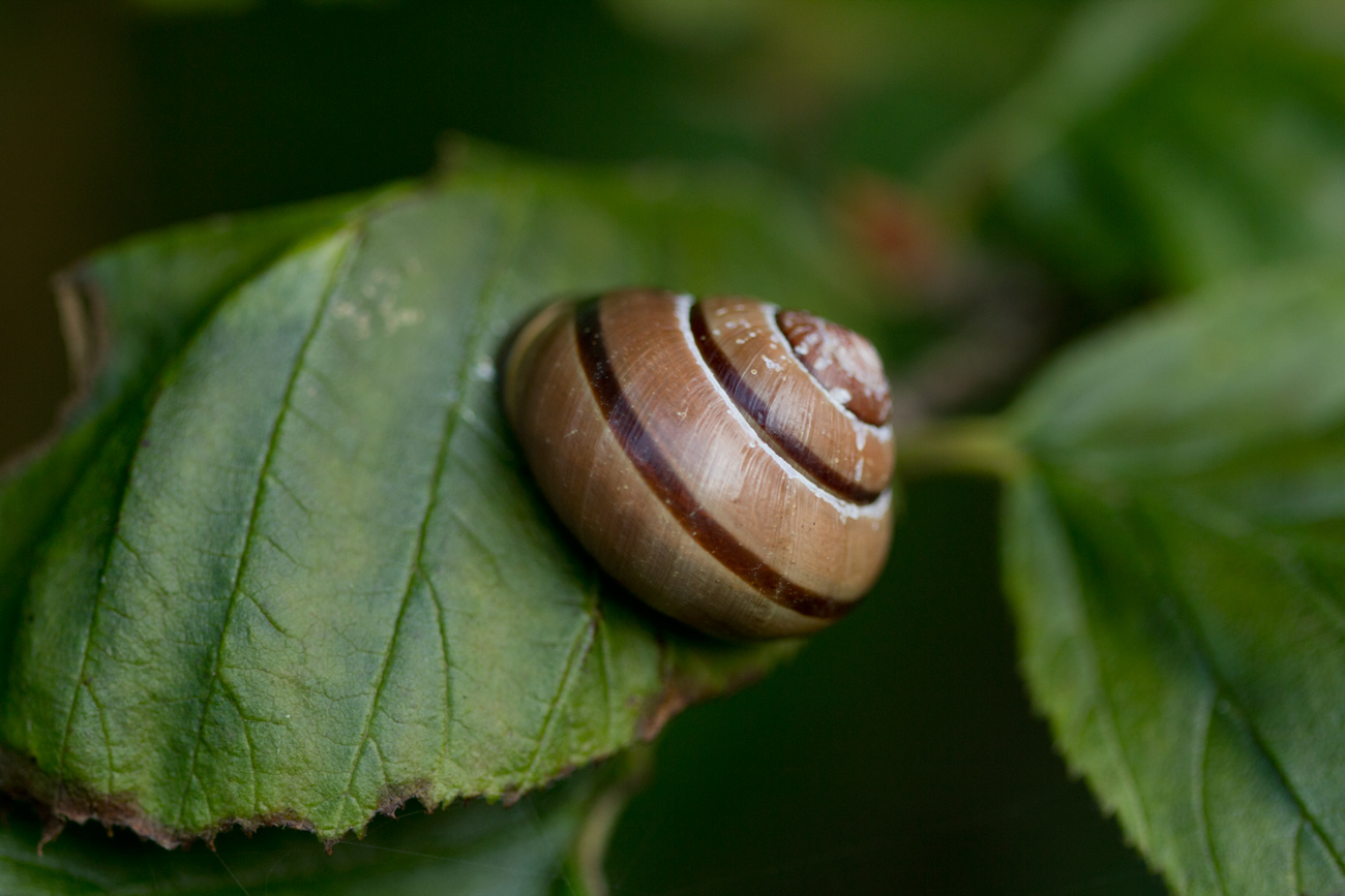 Smelly Snail