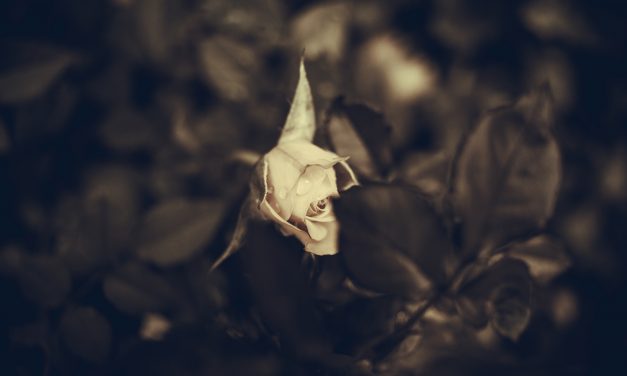 Concealed in a Rose